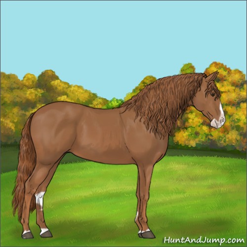 Horse Color:Chestnut Splash