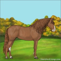 Horse Color:Chestnut Splash 
