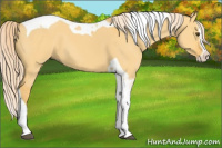 Horse Color:Palomino Dun Splash Tobiano 