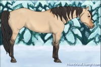 Horse Color:Bay Dun