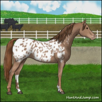 Horse Color:Chestnut Near Leopard 