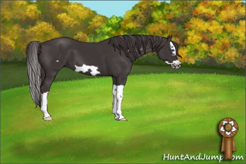 Horse Color:Smoky Black Splash Frame 