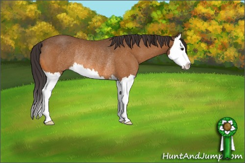 Horse Color:Buckskin Splash Rabicano 