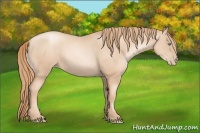 Horse Color:Gold Champagne Pearl Rabicano  and Gold Champagne Pearl Rabicano 