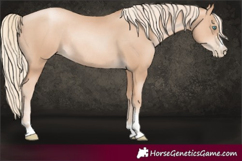 Horse Color:Gold Champagne Pearl Rabicano and Gold Champagne Pearl Rabicano
