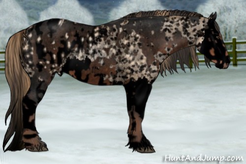 Horse Color:Void Liver Red Roan  and Void Gold Champagne Pearl Splash Blanket Rabicano 
