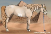 Horse Color:Gold Champagne Pearl Rabicano  and Gold Champagne Pearl Frame Rabicano 