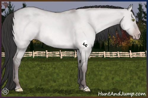 Horse Color:Platinum Amber Champagne Dun 