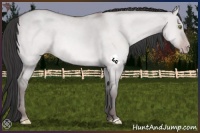 Horse Color:Platinum Amber Champagne Dun 