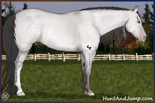 Horse Color:Platinum White Spotted Amber Champagne Dun 
