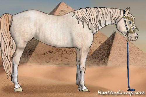 Horse Color:Gold Champagne Pearl Rabicano and Gold Champagne Pearl Dun Rabicano