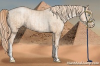 Horse Color:Gold Champagne Pearl Rabicano  and Gold Champagne Pearl Dun Rabicano 