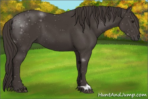 Horse Color:Smoky Black 