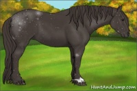 Horse Color:Smoky Black