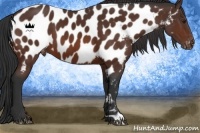 Horse Color:Brown Near Leopard 
