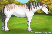 Horse Color:White Spotted Bay Splash  and White Spotted Bay Splash 