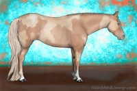 Horse Color:Gold Champagne Pearl Rabicano  and Gold Champagne Rabicano 