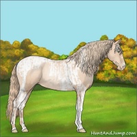 Horse Color:Gold Champagne Pearl Rabicano  and Gold Champagne Pearl Tobiano Rabicano 