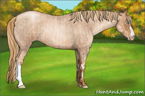 Horse Color:Gold Champagne Roan Pearl Rabicano  and Gray Gold Champagne Roan Pearl Rabicano 