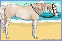 Horse Color:Gold Champagne Pearl Rabicano  and Gold Champagne Pearl Splash Rabicano 