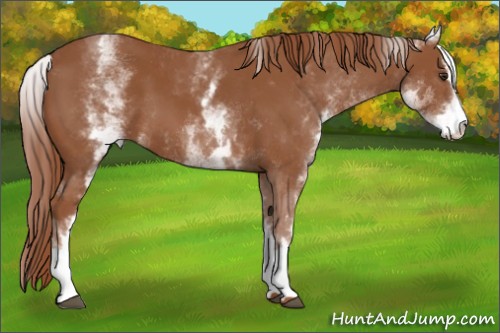 Horse Color:White Spotted Chestnut Sabino