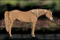 Horse Color:Chestnut Splash 