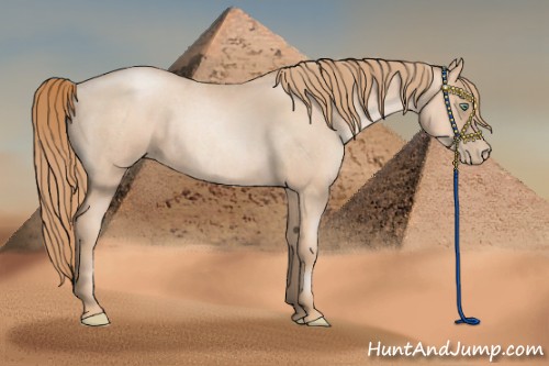 Horse Color:Gold Champagne Roan Pearl Rabicano and Gold Champagne Roan Pearl Rabicano
