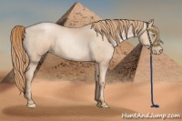 Horse Color:Gold Champagne Roan Pearl Rabicano and Gold Champagne Roan Pearl Rabicano