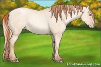 Horse Color:Gold Champagne Pearl Dun Rabicano and Sable Champagne Pearl Dun Rabicano