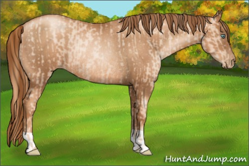 Horse Color:Gold Champagne Pearl Rabicano and Gray Gold Champagne Pearl Rabicano