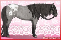 Horse Color:Grullo Roan Appaloosa 