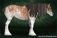 Horse Color:White Spotted Bay Splash  and White Spotted Bay Splash 