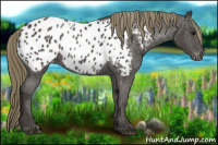 Horse Color:Smoky Black Near Leopard 