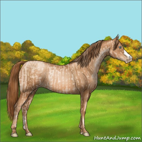 Horse Color:Gold Champagne Pearl Rabicano  and Gray Gold Champagne Pearl Rabicano 