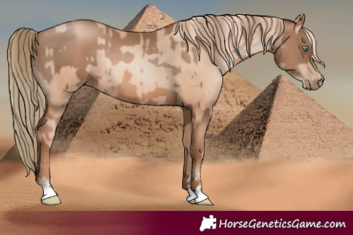 Horse Color:Gold Champagne Pearl Rabicano and Liver Chestnut Pearl Rabicano