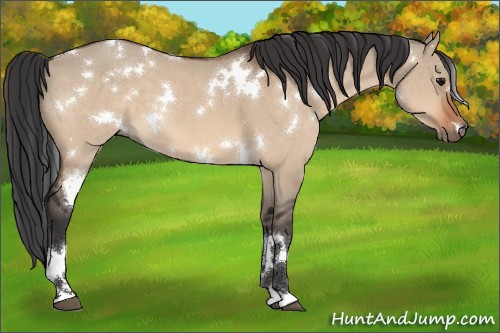 Horse Color:White Spotted Bay Dun 