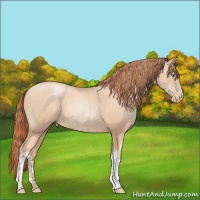 Horse Color:Gold Champagne Pearl Rabicano  and Sable Champagne Pearl Rabicano 