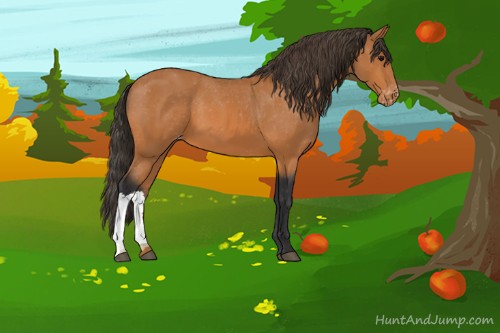 Horse Color:Bay Appaloosa