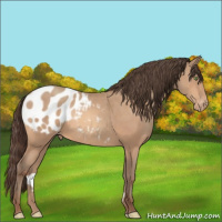 Horse Color:Amber Champagne Appaloosa 