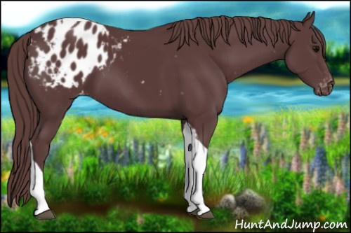 Horse Color:Chocolate Black Tobiano Appaloosa 