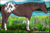 Horse Color:Chocolate Black Tobiano Appaloosa 