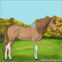 Horse Color:Red Roan Tobiano 
