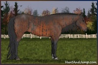 Horse Color:Black  and Brown 