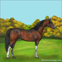 Horse Color:Black  and Brown 