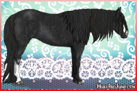 Horse Color:Black  and Gray Black 