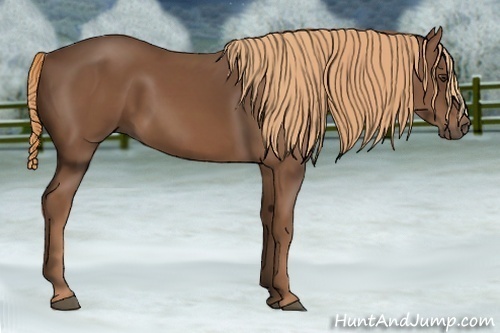 Horse Color:Chestnut Rabicano