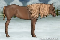 Horse Color:Chestnut Rabicano 