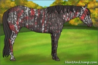 Horse Color:Black  and Smoky Black 