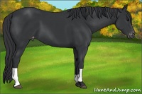 Horse Color:Black and Black Blanket