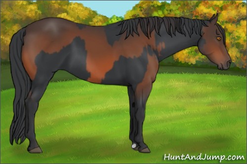 Horse Color:Black  and Brown 